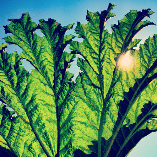 Pfarmers - Pfarmers - Gunnera