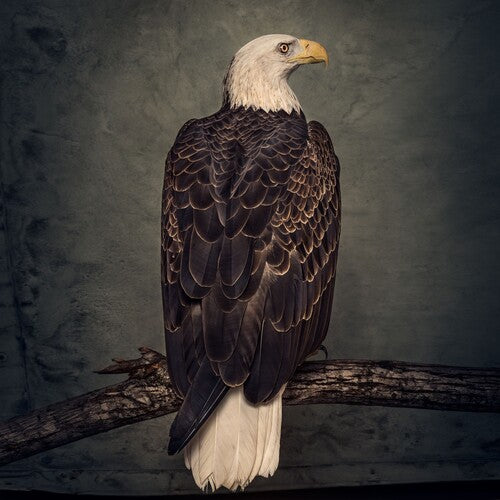 Clutch - Clutch - Book Of Bad Decisions