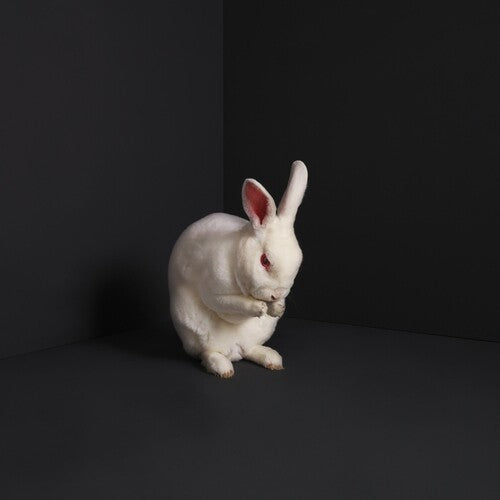 Brume - Brume - Rabbits