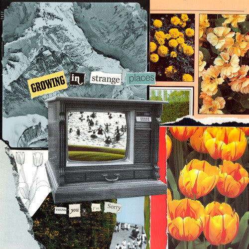 I'm Sorry Thank You - I'm Sorry Thank You - Growing In Strange Places - Orange Crush