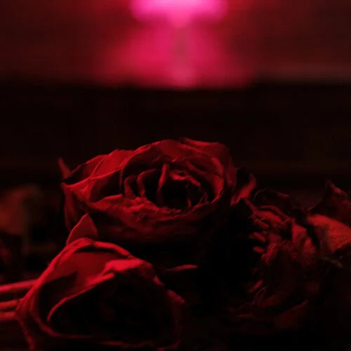 The Paper Kites - The Paper Kites - Roses