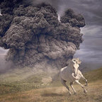 The White Buffalo - The White Buffalo - Year Of The Dark Horse