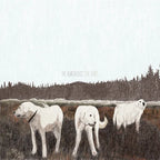 Foxing - Foxing - The Albatross: Ten Years