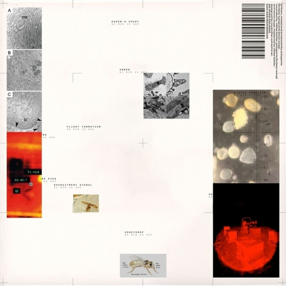 Popp Polygonia – Apiformes (LP Vinyl)